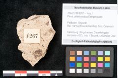 Foto (Objekt + Etikett) von Pinus palaeostrobus Ettingshausen (NHMW-GEO-2024-0188-8267)
